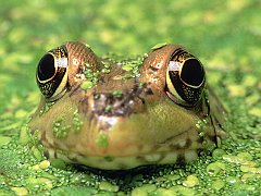 Camo Frog